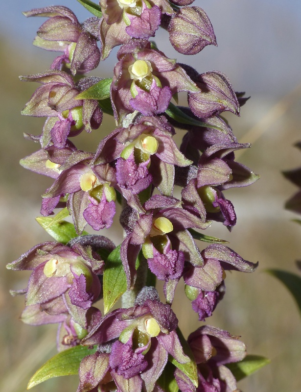Le belle Epipactis sulle praterie di Campo Imperatore (AQ)  luglio 2025.